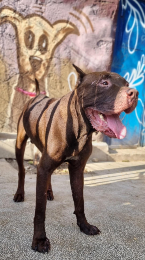 კანე კორსო ლილოს დასახლება