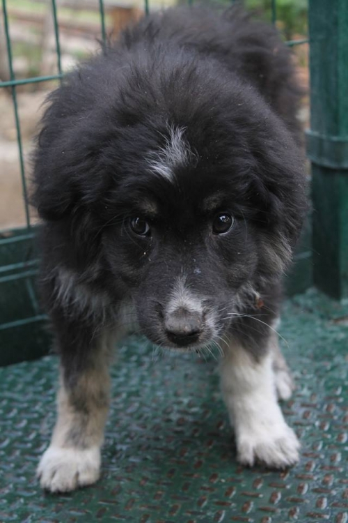 მეტისი ბანჯურა