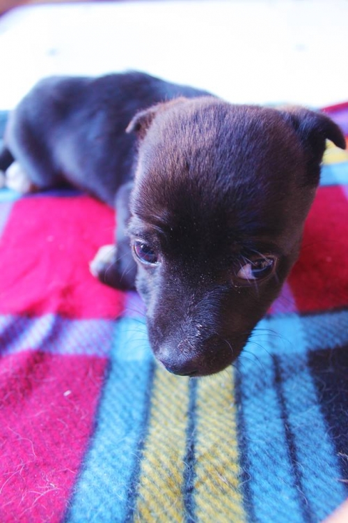 მეტისი უსახელო