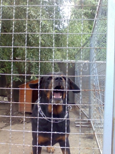 * გაჩუქებულები როი