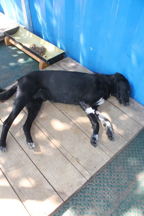 მეტისი უსახელო