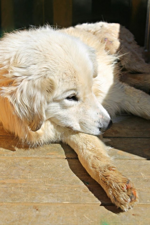 მეტისი უსახელო