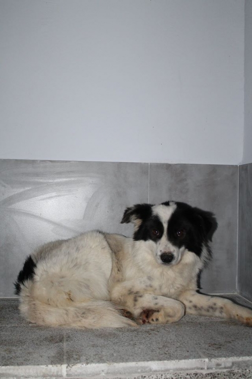 მეტისი უსახელო