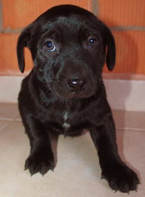 მეტისი უსახელო