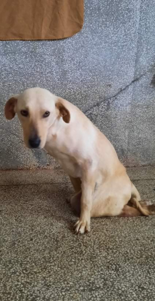 მეტისი ბოლნისი