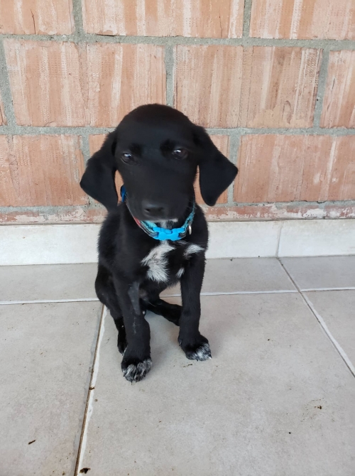 მეტისი ზმკა