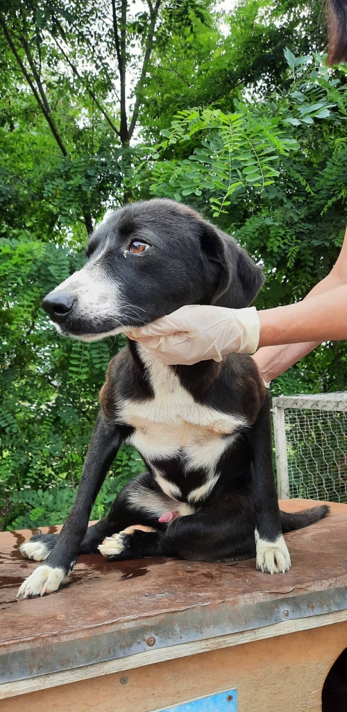 მეტისი საჩხერის პერევალი