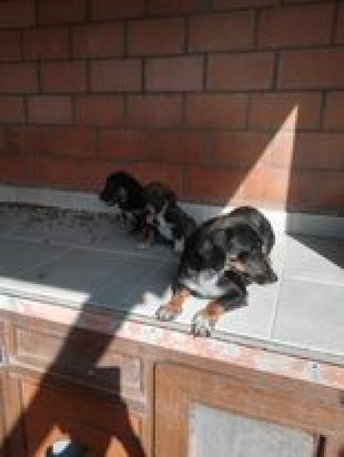 მეტისი კახეთი