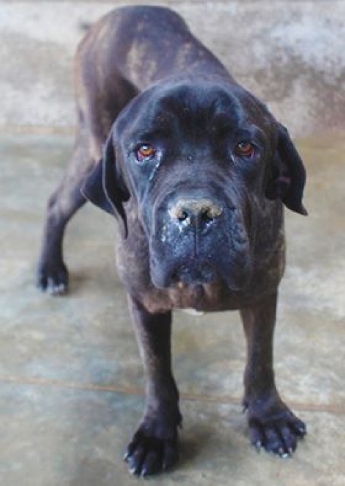 კანე კორსო უსახელო