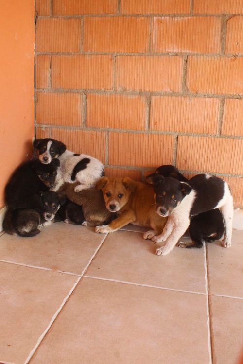 მეტისი უსახელო