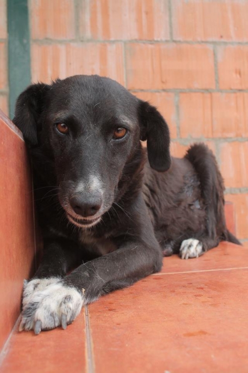 მეტისი უსახელო