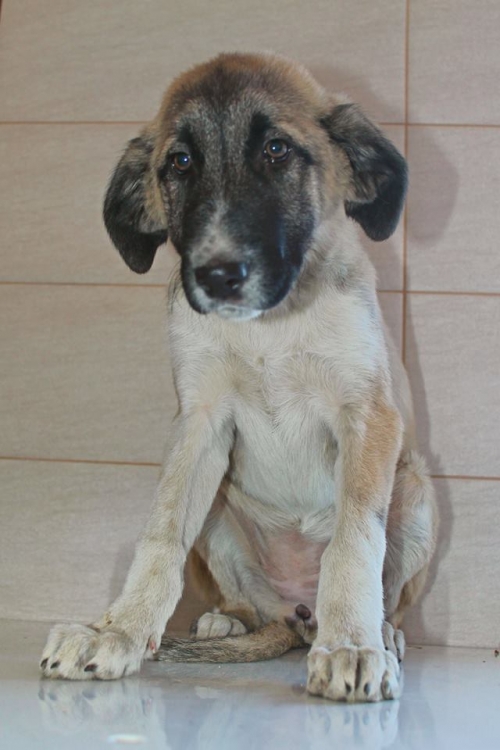 კანგალის მეტისი უსახელო