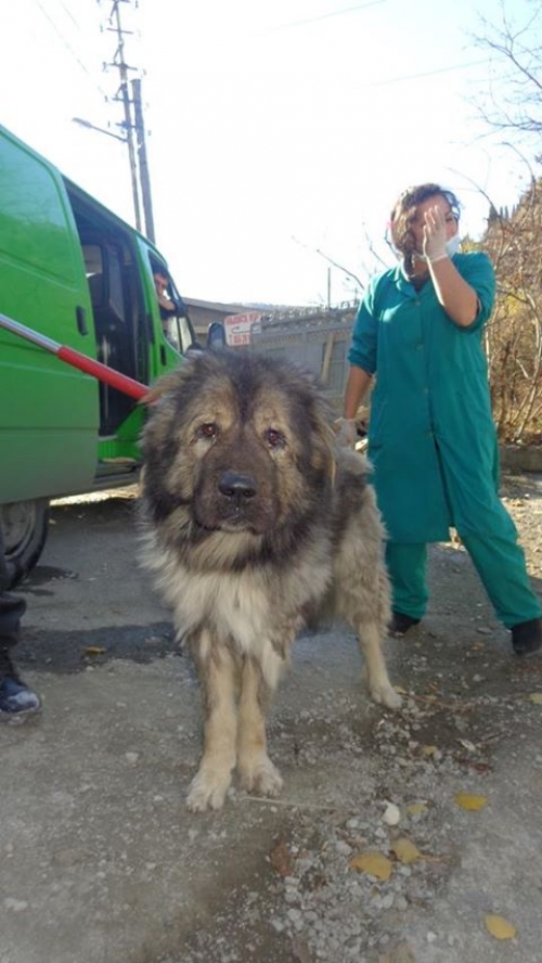 ქართული ნაგაზი სიმბა