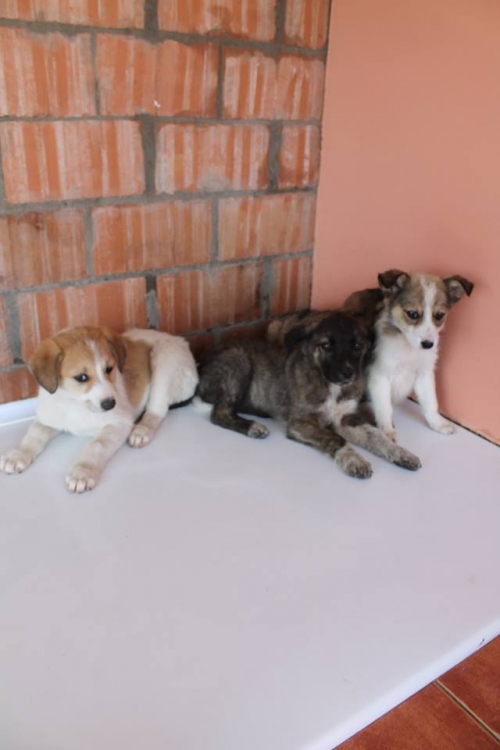 ქართული ქოფაკი უსახელო