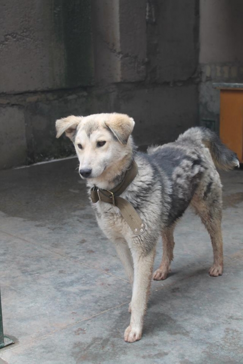 ლაიკის მეტისი როძი