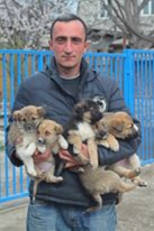 მეტისის ლეკვები უსახელო