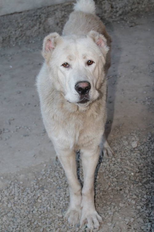 ქართული ნაგაზი ბორა