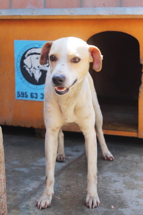 მეტისი უსახელო