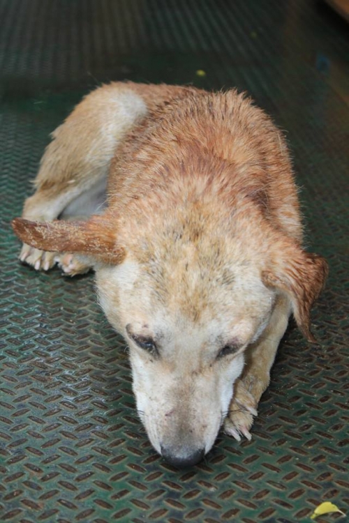 მეტისი უსახელო