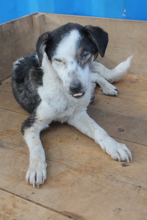 მეტისი უსახელო