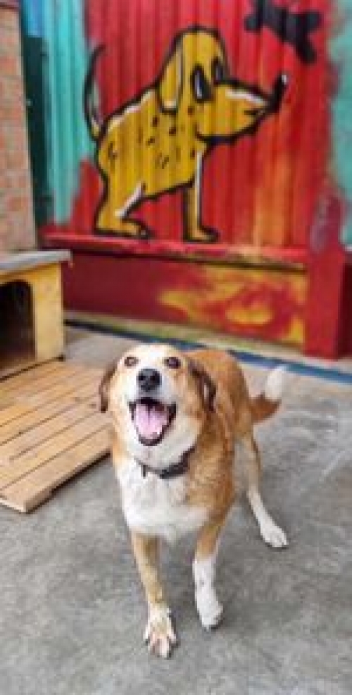 მეტისი რიჟა