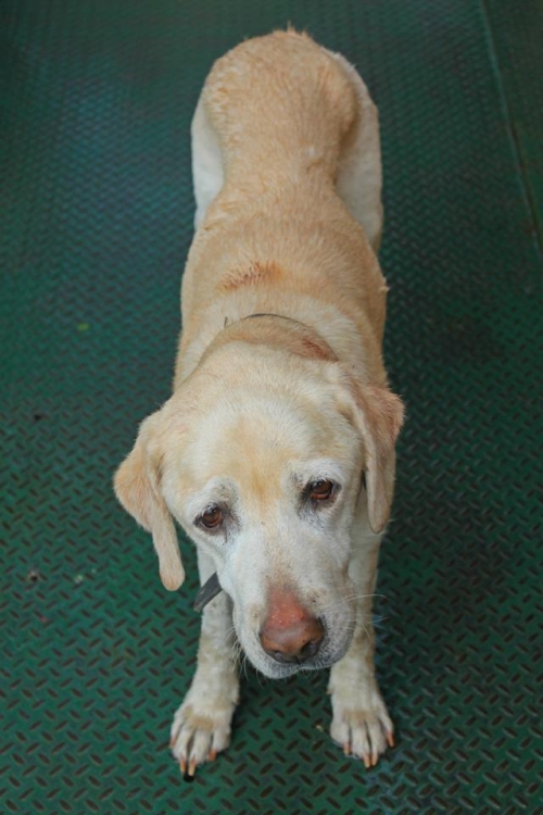 ლაბრადორი უსახელო