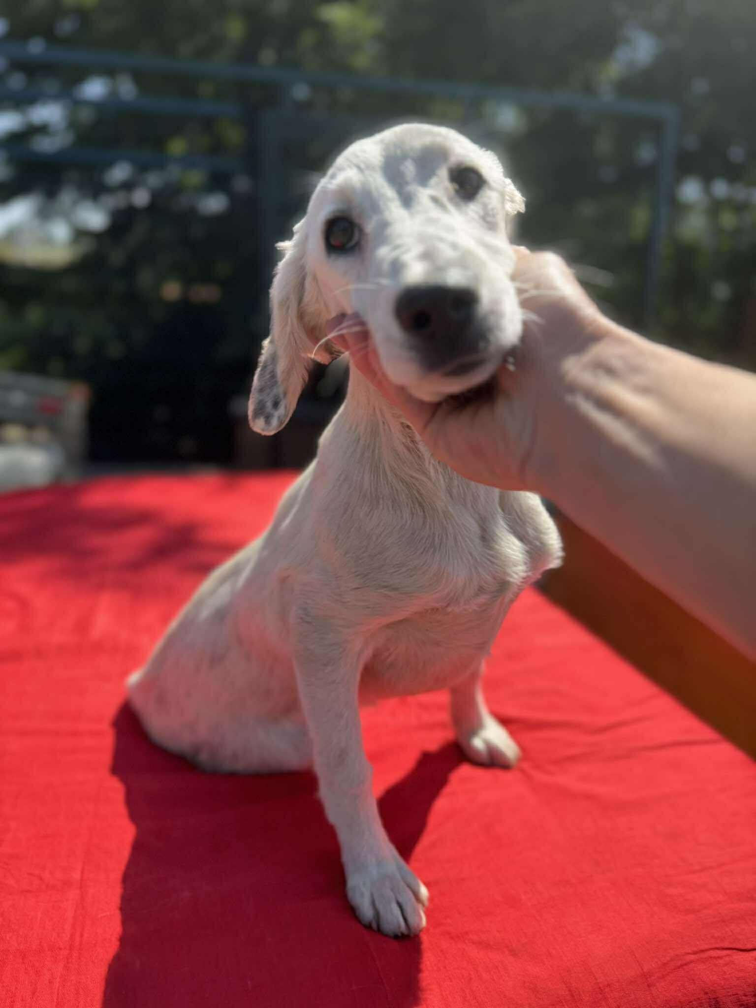 მეტისი. თელავი ახმეტის გზა