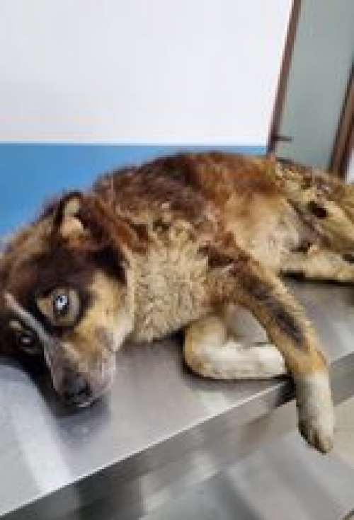 ლაიკა ქობულეთი