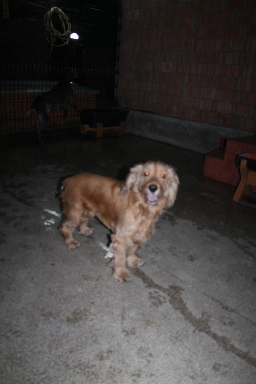 კოკერსპანიელი უსახელო