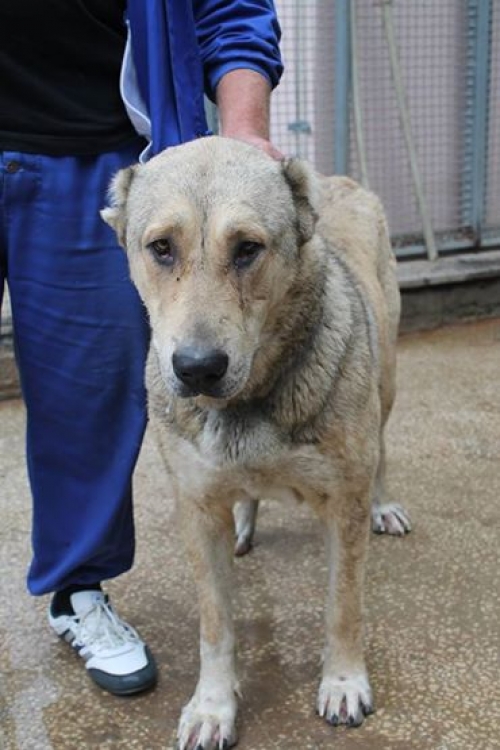 ქართული ნაგაზი უსახელო