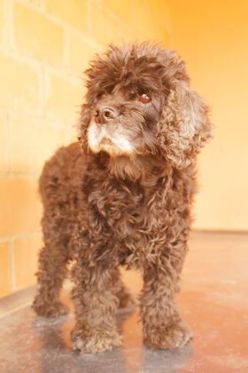 პუდელი უსახელო