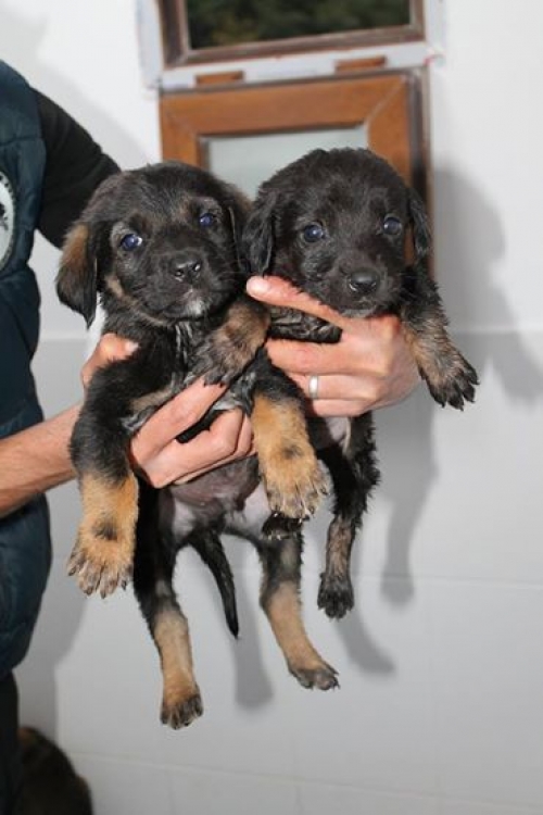 მეტისის ლეკვები უსახელოები