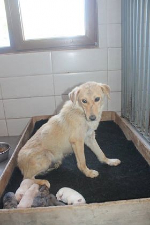 მეტისი უსახელო