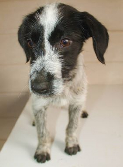 მეტისი უსახელო