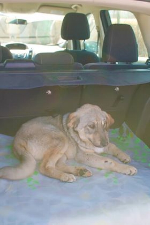 ქართული ქოფაკი უსახელო