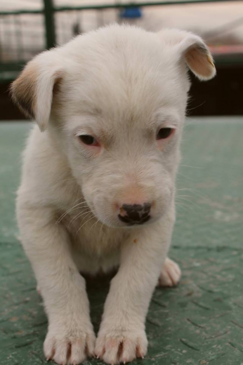 მეტისი უსახელო