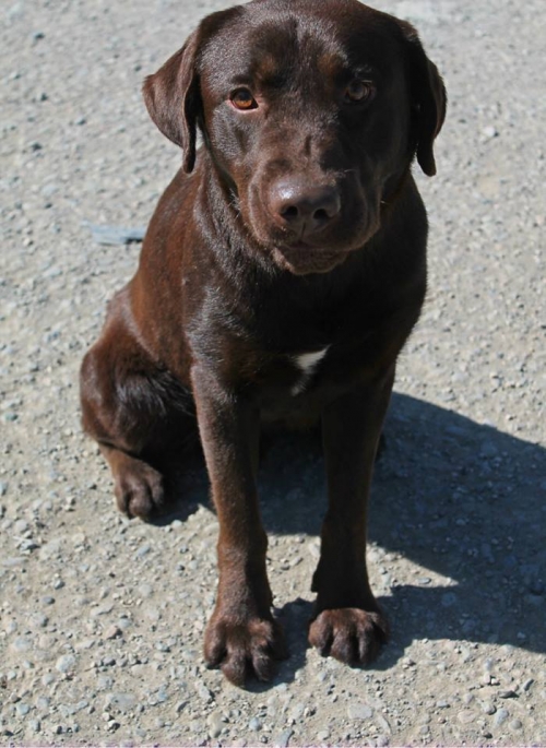 ლაბრადორი უსახელო