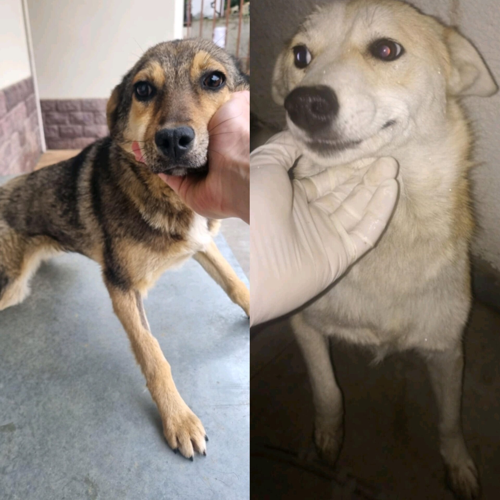 მეტისის 2 ძაღლი. მცხეთა