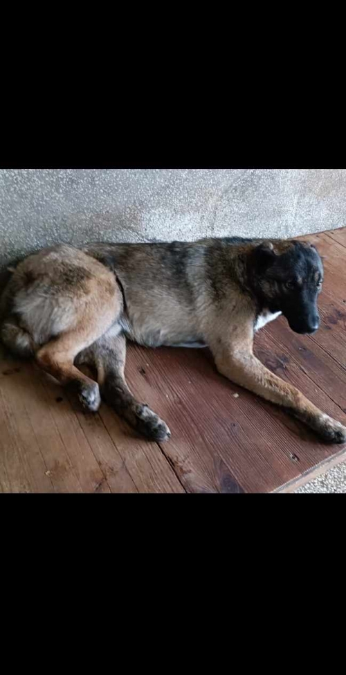 ქართული ქოფაკი კაიროს ქუჩა