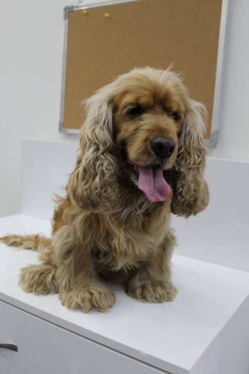 კოკერსპანიელი უსახელო