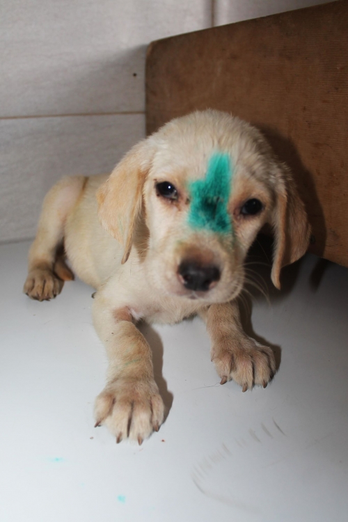 მეტისი უსახელო