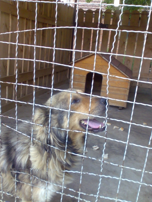 ქართული ქოფაკი ასთორმეტი