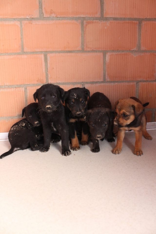 მეტისის ლეკვები უსახელო