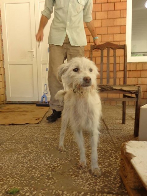 ბალონკა უსახელო