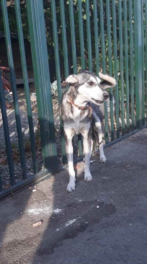 ლაიკის მეტისი სარა