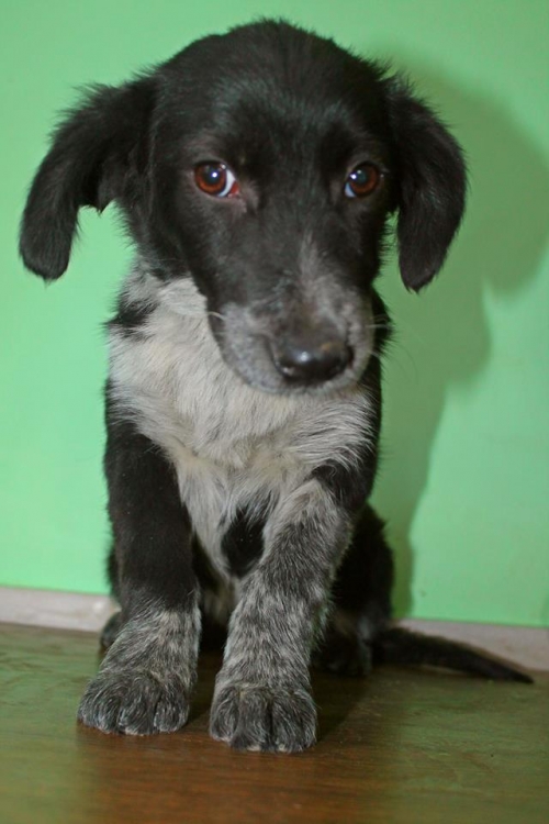 მეტისი უსახელო