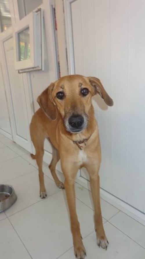 მეტისი უსახელო