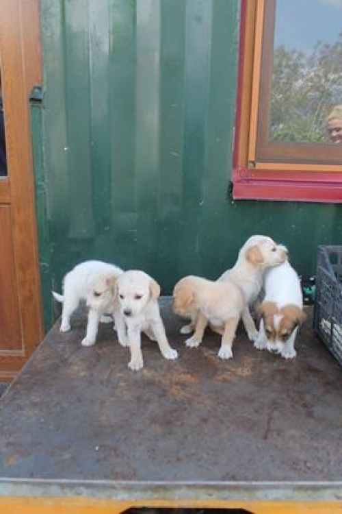 მეტისი უსახელო