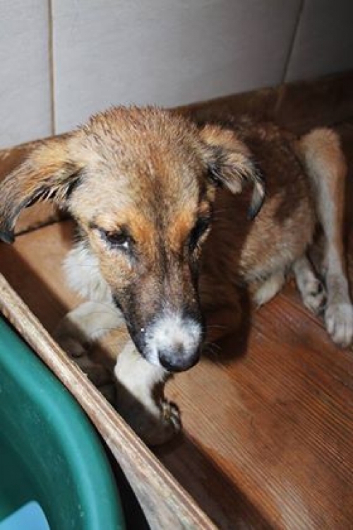 მეტისი უსახელო