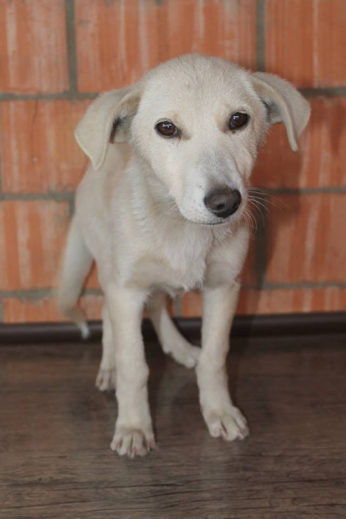 მეტისი უსახელო